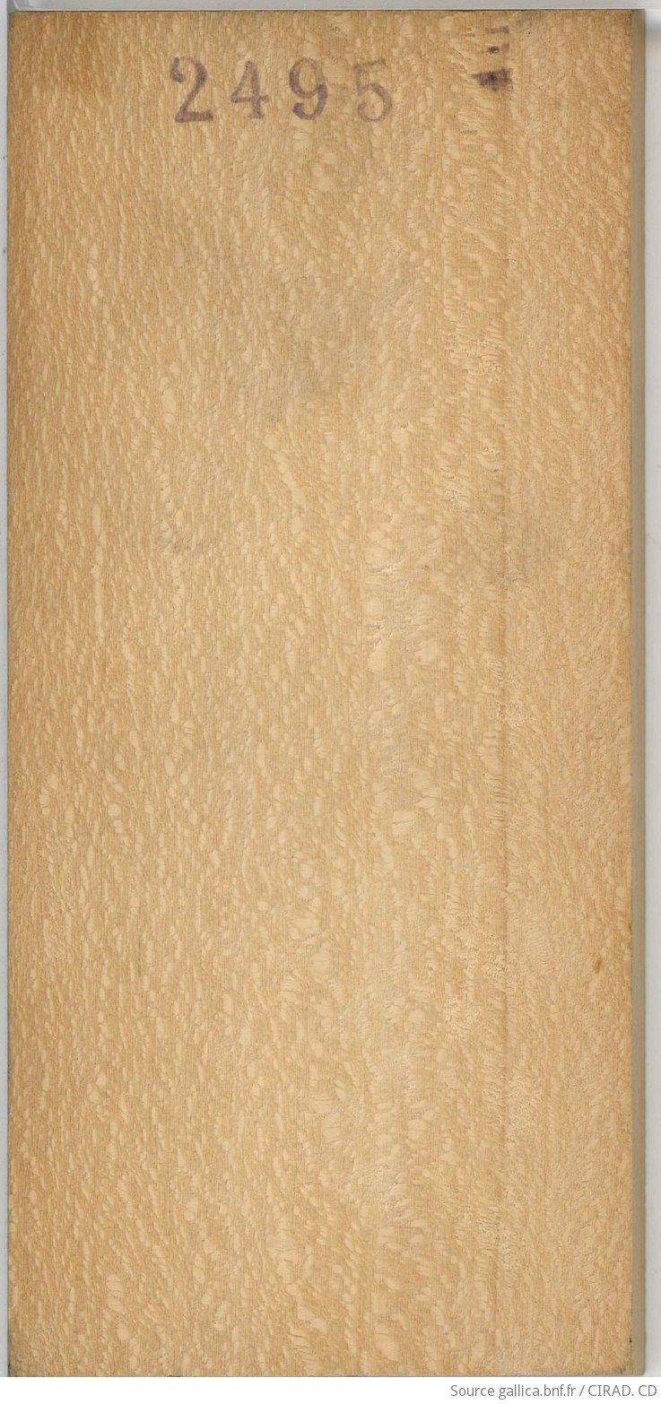 Collection de bois de la Xylothèque du Cirad. Bois de la Collection de référence. Symplocos cochinchinensis var. laurina Retz (Syn. Dicalix laurinus, Myrtus laurina, Symplocos laurina) - Famille des Symplocacées (Vietnam)